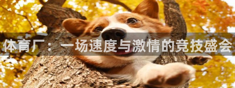 bsport必一运动：体育厂：一场速度与激情的竞技盛会