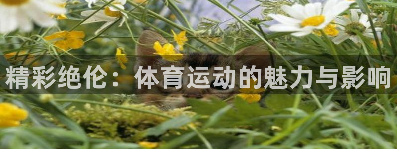 必一运动体育官网入口
